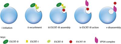 The role of Vps4 in cancer development